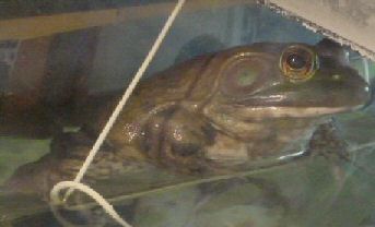 Frogdor