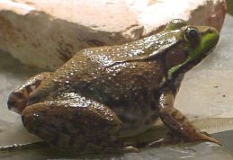 Hopstar II, the Croakening