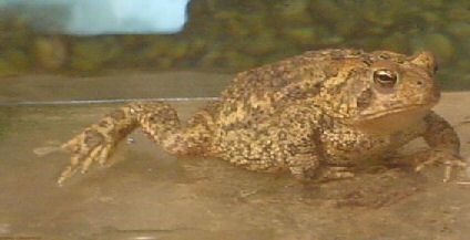 Mr. Toad