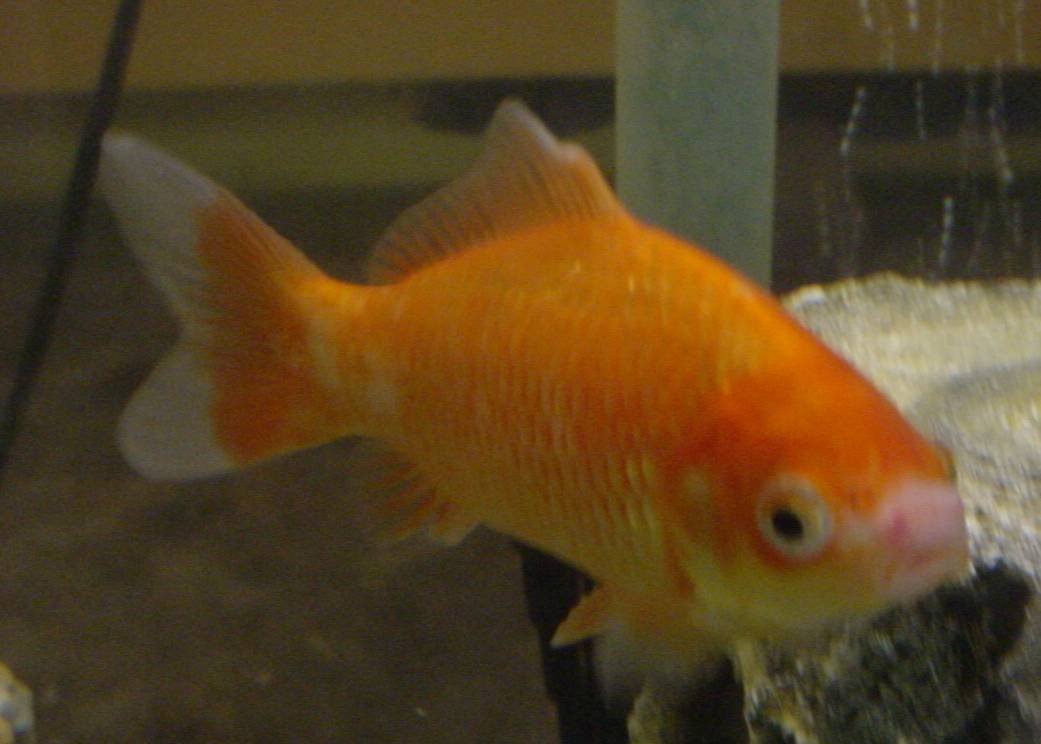 Stumpy