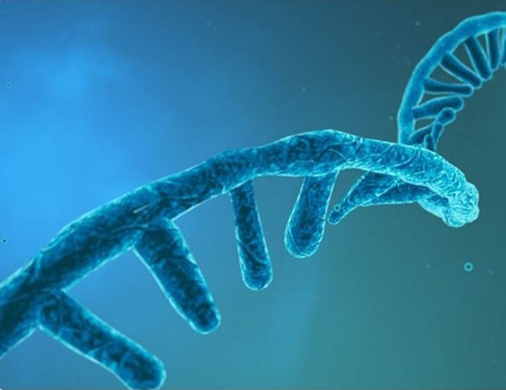 RNA or DNA strand