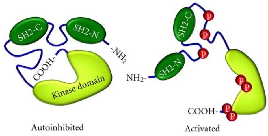 SYK-specific tyrosine kinase inhibitors
