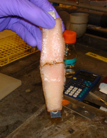 Two pieces of pig skin