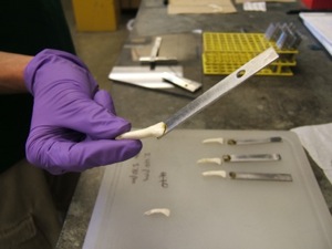 A cow tooth bonded strongly to a metal substrate.