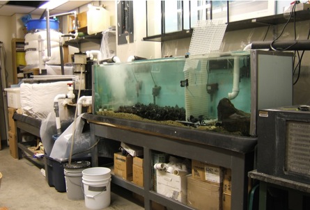 One of our aquarium systems for growing marine organisms.