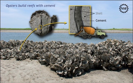 NSF press release