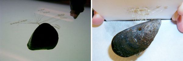A mussel adhering to a sheet of glass (left) and Teflon (right).