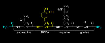  A synthetic peptide model of an adhesive protein.