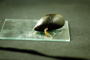 mussels
