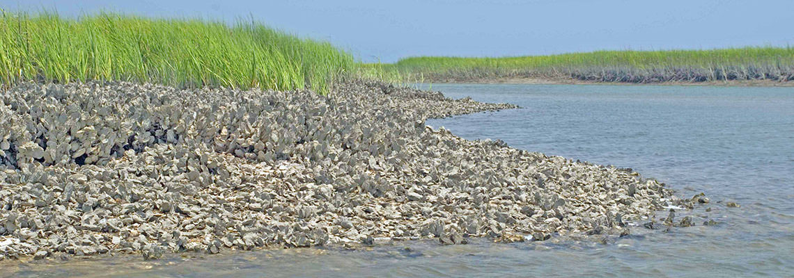 Mussels by the river