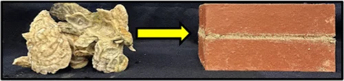 A cluster of oysters next to a set of bricks cemented together by our bio-mimetic cement.