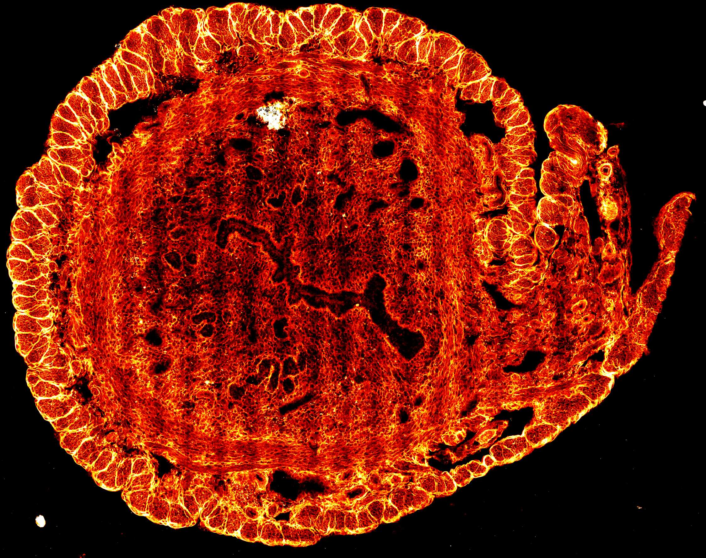 12/22/2020 Image of the year, an SRS image of a mouse uterine section, we have successfully built our first SRS microscope 